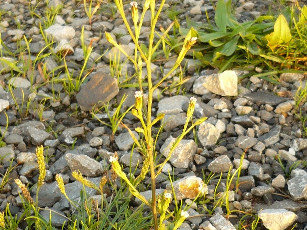 Symphyotrichum squamatum (Asteraceae)